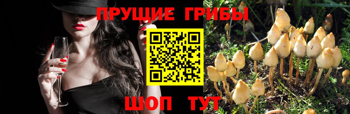 Псилоцибиновые грибы ЛСД  Вход с VPN  Северск 